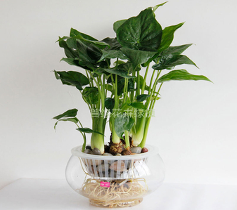 奉化花卉租赁，打造独一无二的花卉装饰天地