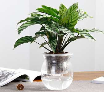 宁波盆景租摆专业，打造独特景观布置